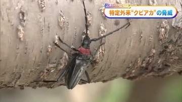 岡山・香川で初確認　モモなどを枯らす特定外来生物「クビアカツヤカミキリ」の脅威【Ｒｅ：ｃｈａｎｇｅ】