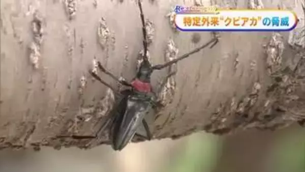 岡山・香川で初確認　モモなどを枯らす特定外来生物「クビアカツヤカミキリ」の脅威【Ｒｅ：ｃｈａｎｇｅ】
