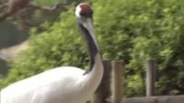 岡山後楽園の１月のタンチョウ散策「中止」　津山市の養鶏場での高病原性鳥インフルエンザ発生受け【岡山】