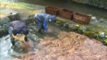 日本の金箔工芸を支える「箔合紙」などの製品に…大寒を前に和紙材料ミツマタの川ざらし【岡山】