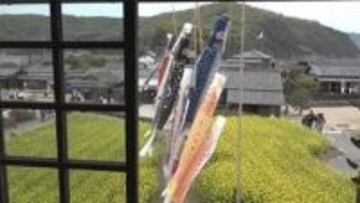 小豆島「二十四の瞳映画村」にこいのぼり…約３万本の菜の花も見ごろに【香川】