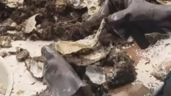 カキの大量死に物価高騰…カキ養殖業者支援に向けた緊急対策事業を臨時県議会に２５日提案へ【香川】