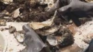 カキの大量死に物価高騰…カキ養殖業者支援に向けた緊急対策事業を臨時県議会に２５日提案へ【香川】