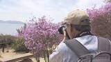 「瀬戸内海望む景勝地　倉敷市児島「通仙園」で約３０００本のツツジの花が見ごろに【岡山】」の画像1
