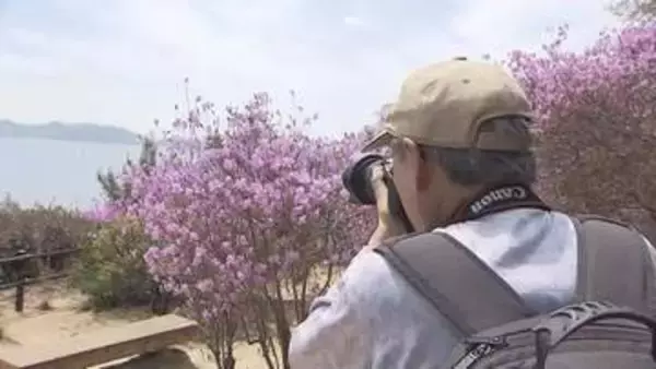 瀬戸内海望む景勝地　倉敷市児島「通仙園」で約３０００本のツツジの花が見ごろに【岡山】