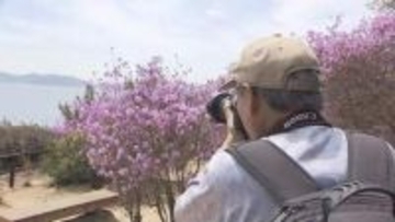 瀬戸内海望む景勝地　倉敷市児島「通仙園」で約３０００本のツツジの花が見ごろに【岡山】