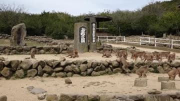 小豆島の観光名所「お猿の国」大阪の会社に事業譲渡　施設周辺のニホンザル群は県の天然記念物【香川】