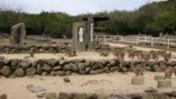 小豆島の観光名所「お猿の国」大阪の会社に事業譲渡　施設周辺のニホンザル群は県の天然記念物【香川】