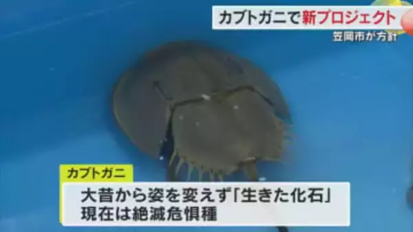 ”生きた化石”カブトガニ繁殖地　笠岡市が新年度から商品開発などの新プロジェクト実施へ【岡山】