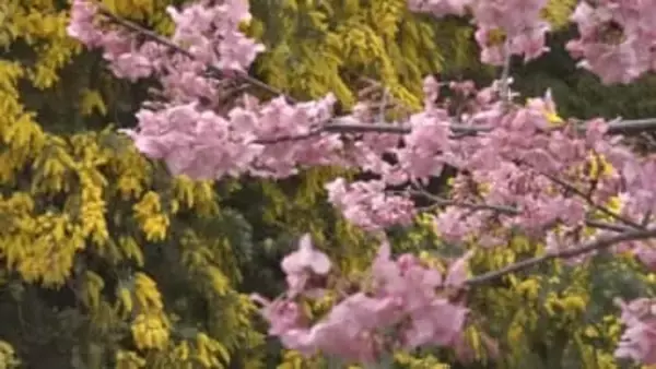 河津桜とミモザが咲き競う…小豆島町の農園で一般公開　島の人や観光客の目を楽しませる【香川】