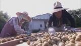「果肉たっぷりと生産者も味に太鼓判…津山市でウメの土用干し始まる　まろやかで味わい深い梅干しに【岡山】」の画像1
