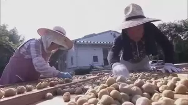 果肉たっぷりと生産者も味に太鼓判…津山市でウメの土用干し始まる　まろやかで味わい深い梅干しに【岡山】