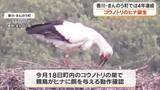 「まんのう町でコウノトリのヒナが４年連続で誕生　無事に巣立ちを迎えるよう成長を見守って…【香川】」の画像1