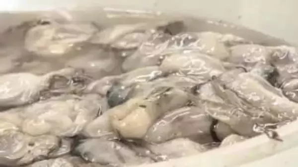 【カキ大量死】高松市の百十四銀行・香川銀行　影響受けた事業者向けの緊急特別融資始める【香川】