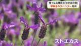 「初夏の風に揺れる“ウサギの耳”のようなラベンダー　美咲町の施設で早咲き品種・ストエカスが見頃【岡山】」の画像1