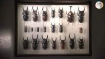 緻密な描写が特徴的な６４点が一堂に…高松市の県立ミュージアムでホキ美術館展【香川】