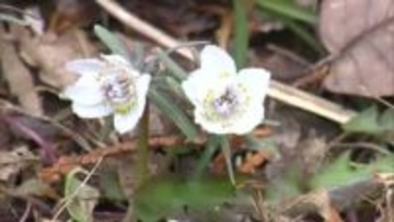 去年より2週間ほど遅れ　春の訪れを告げる山野草　セツブンソウが美作市で咲き始める【岡山】