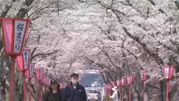 約１キロの桜並木満開　真庭・久世のトンネル桜見ごろ　地元出身ＪＯ１・豆原一成さんのぼんぼりも【岡山】