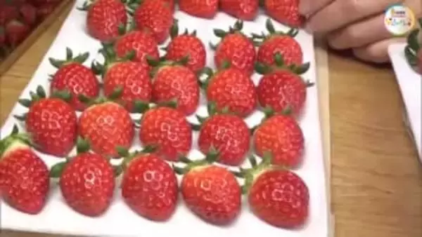 ほどよい酸味と甘さで生クリームと好相性！小豆島でクリスマス用イチゴ「女峰」収穫が大詰め【香川】