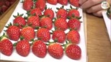 ほどよい酸味と甘さで生クリームと好相性！小豆島でクリスマス用イチゴ「女峰」収穫が大詰め【香川】