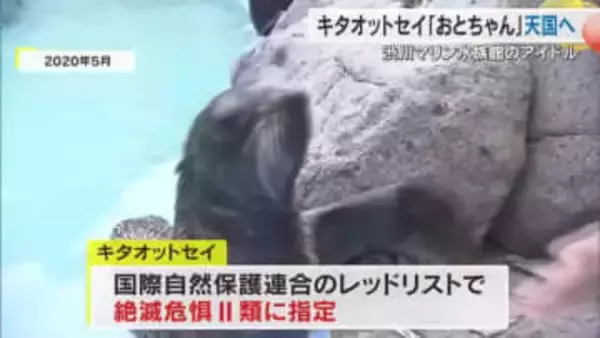 【速報】玉野海洋博物館　絶滅危惧種指定のキタオットセイ　メスの「おとちゃん」死ぬ【岡山】