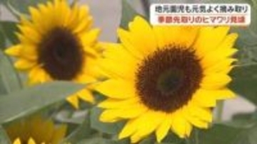 「めっちゃおおきい！」園児よりも背が高く育った季節先取りのヒマワリ　玉野市荘内地区で見頃【岡山】