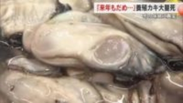 瀬戸内の冬の味覚　県内主要産地・瀬戸内市“養殖カキ大量死”「来年は駄目かな…」生産者の苦悩【岡山発】