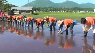 珍しい酒造好適米「アキヒカリ」全国唯一の産地・真庭市で田植え始まる　４６戸が栽培手がける【岡山】