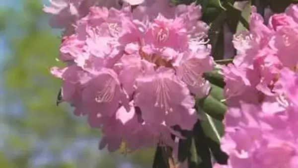 「花の山寺」真庭市の普門寺に約１５０株のシャクナゲが鮮やかな彩りを演出　遅咲きの桜との競演も【岡山】