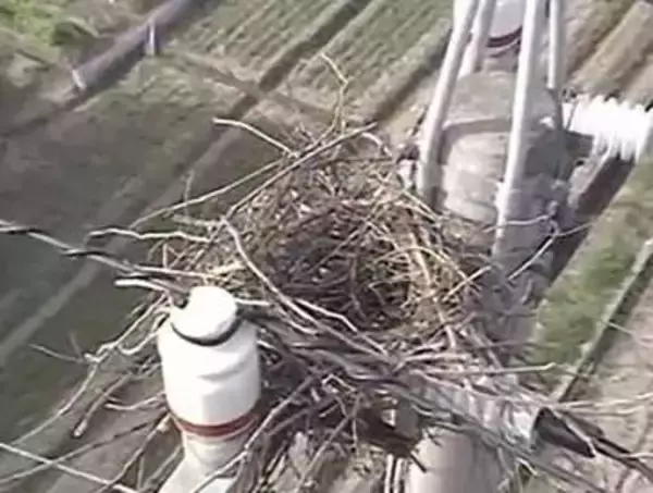 【停電】設備に鳥の巣が接触しショート…香川３市町で計約３０００戸停電　鳥の巣、四国で年間約２万件撤去