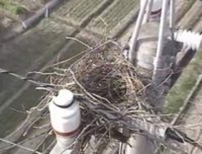 設備に鳥の巣が接触しショート…香川県内３市町で計約３０００戸停電　鳥の巣、四国では年間約２万件撤去