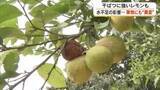 「果物にも異変！干ばつに強いとされるレモン栽培にも少雨が影響…香川用水取水制限強化に生産者は【香川】」の画像1