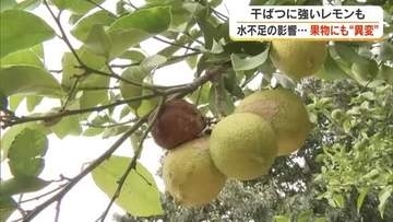 果物にも異変！干ばつに強いとされるレモン栽培にも少雨が影響…香川用水取水制限強化に生産者は【香川】