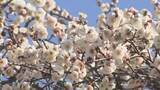 「備前平野に早春の便り…岡山市東区の梅園で約３５０本のウメの花見ごろ　２２日にはまつり開催【岡山】」の画像1