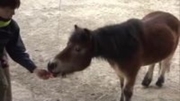 岡山市の池田動物園　干支の引継ぎ式　ヘビからウマへ