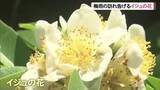 「梅雨時期に見頃迎えるイジュの花」の画像1