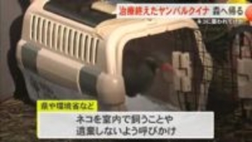 ネコに襲われたヤンバルクイナ　治療を終え森へ帰る