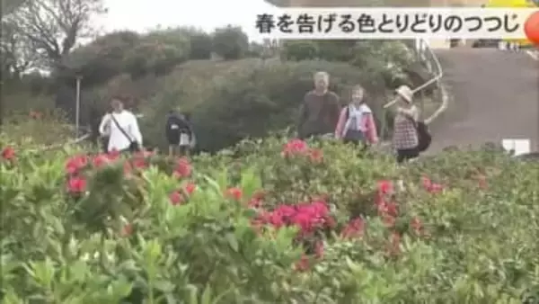 東村つつじ祭り　春の訪れを告げる5万本のつつじの花