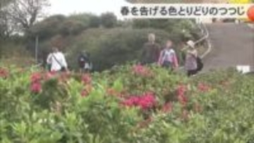 東村つつじ祭り　春の訪れを告げる5万本のつつじの花