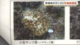 「沖縄防衛局が環境監視等委員会で報告　辺野古の埋め立て工事で作業船がサンゴに接触し一部が消失」の画像1