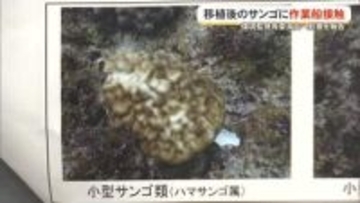 沖縄防衛局が環境監視等委員会で報告　辺野古の埋め立て工事で作業船がサンゴに接触し一部が消失