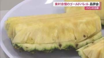 ”パインの王様”　東村でゴールドバレル品評会