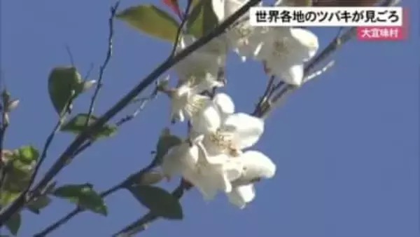 大宜味村で世界各地から集められたツバキが見ごろ迎える