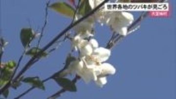 大宜味村で世界各地から集められたツバキが見ごろ迎える