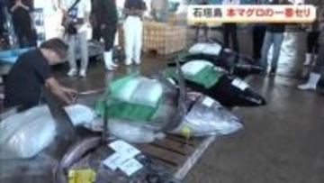 石垣島で本マグロの一番セリ　200キロ超が続々