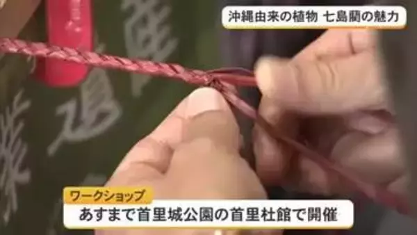 琉球畳の材料「七島藺」でワークショップ　「里帰りプロジェクト」