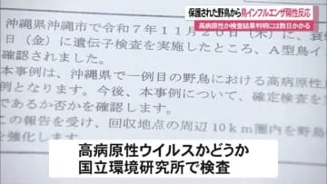沖縄市で野鳥の鳥インフルエンザ確認　高病原性ウイルスか検査
