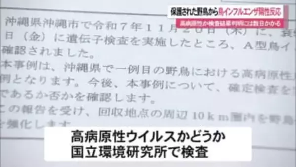 沖縄市で野鳥の鳥インフルエンザ確認　高病原性ウイルスか検査