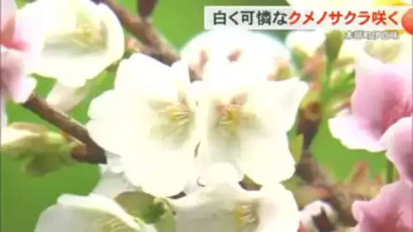 沖縄では珍しい？白い桜が開花　クメノサクラが本部町で咲き始め