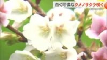 沖縄では珍しい？白い桜が開花　クメノサクラが本部町で咲き始め